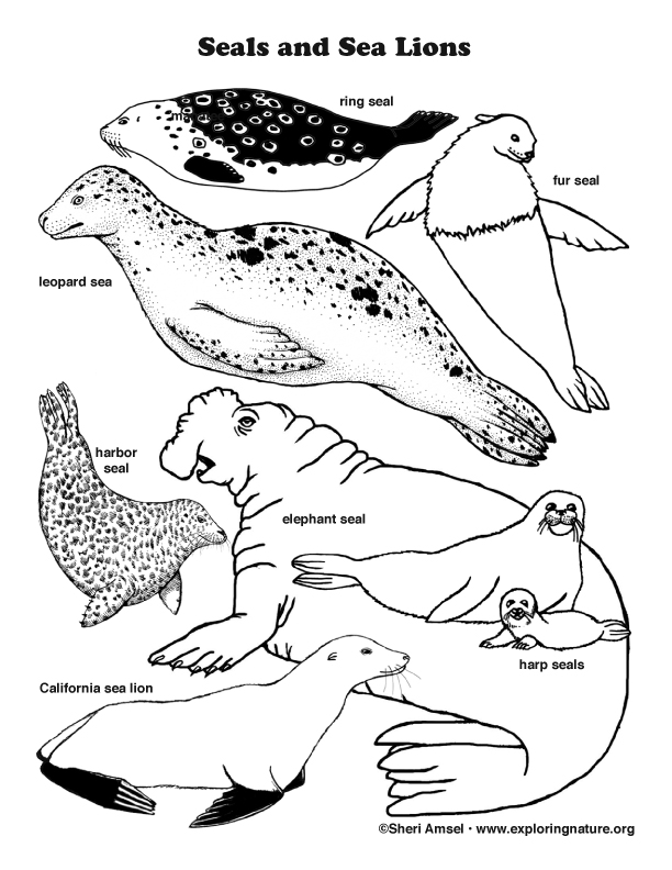 seal coloring pages printable jpg