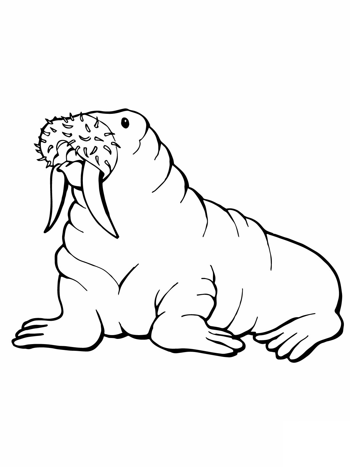 88 Seal Coloring Pages Printable 62