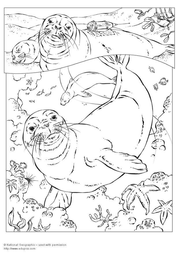 88 Seal Coloring Pages Printable 7