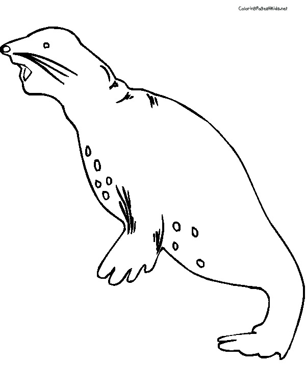 88 Seal Coloring Pages Printable 77