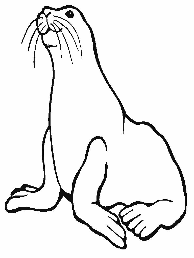 88 Seal Coloring Pages Printable 80