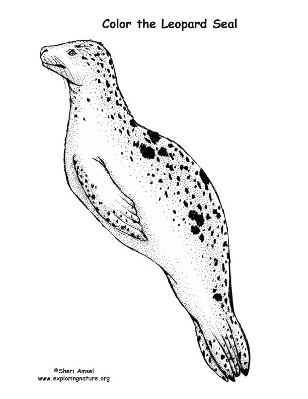 88 Seal Coloring Pages Printable 81