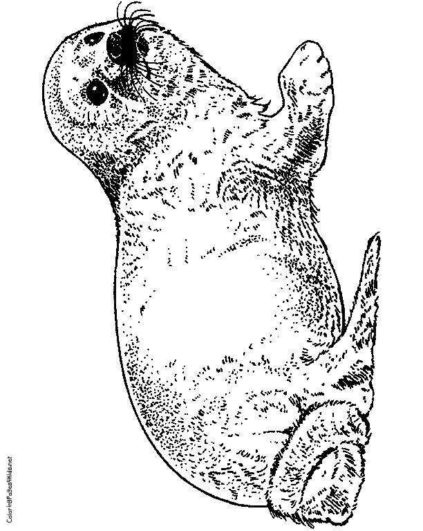 seal coloring pages printable jpg