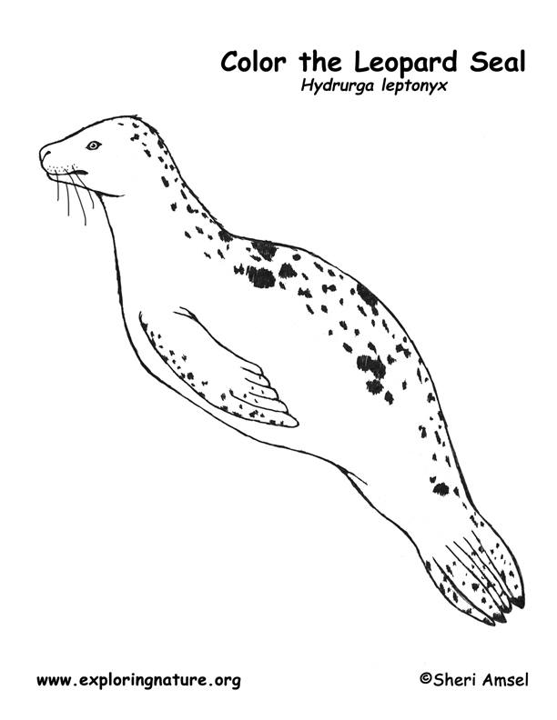 seal coloring pages printable jpg