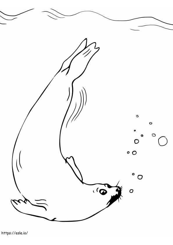 seal coloring pages printable jpg