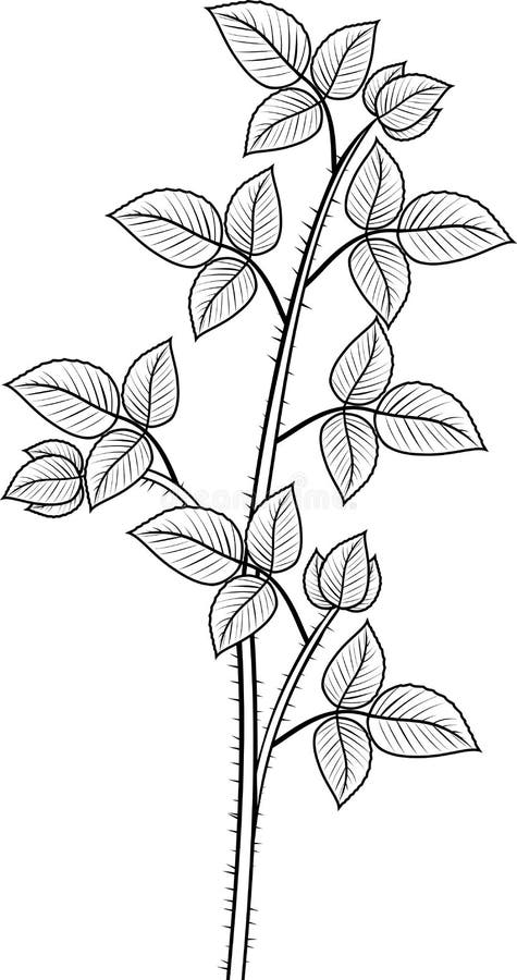 89 Raspberry Coloring Pages Printable 10