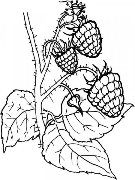 89 Raspberry Coloring Pages Printable 11