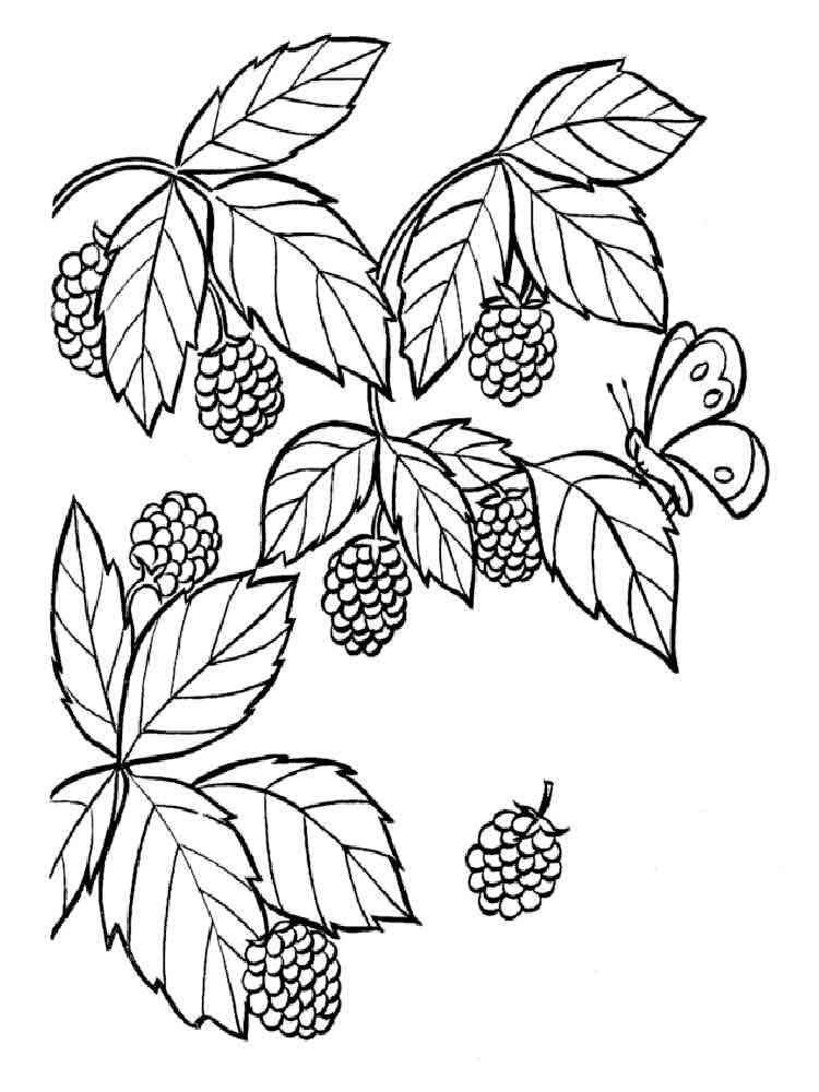 89 Raspberry Coloring Pages Printable 15