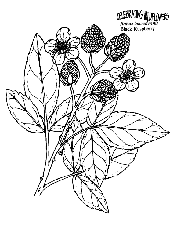 89 Raspberry Coloring Pages Printable 24