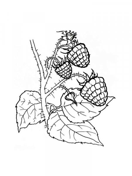 raspberry coloring pages printable jpg