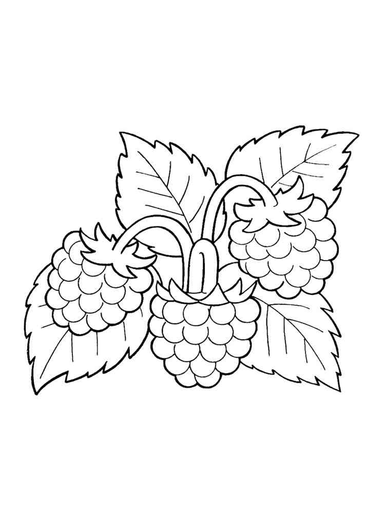 raspberry coloring pages printable jpg