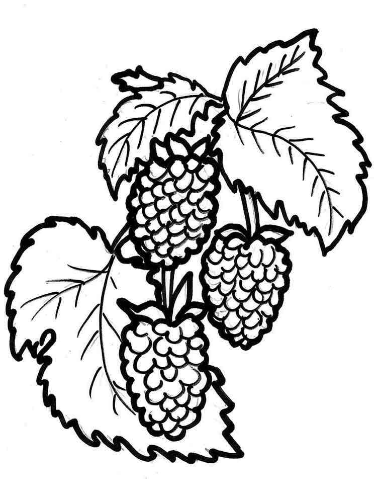 raspberry coloring pages printable jpg