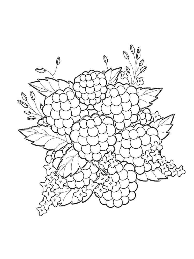 89 Raspberry Coloring Pages Printable 49