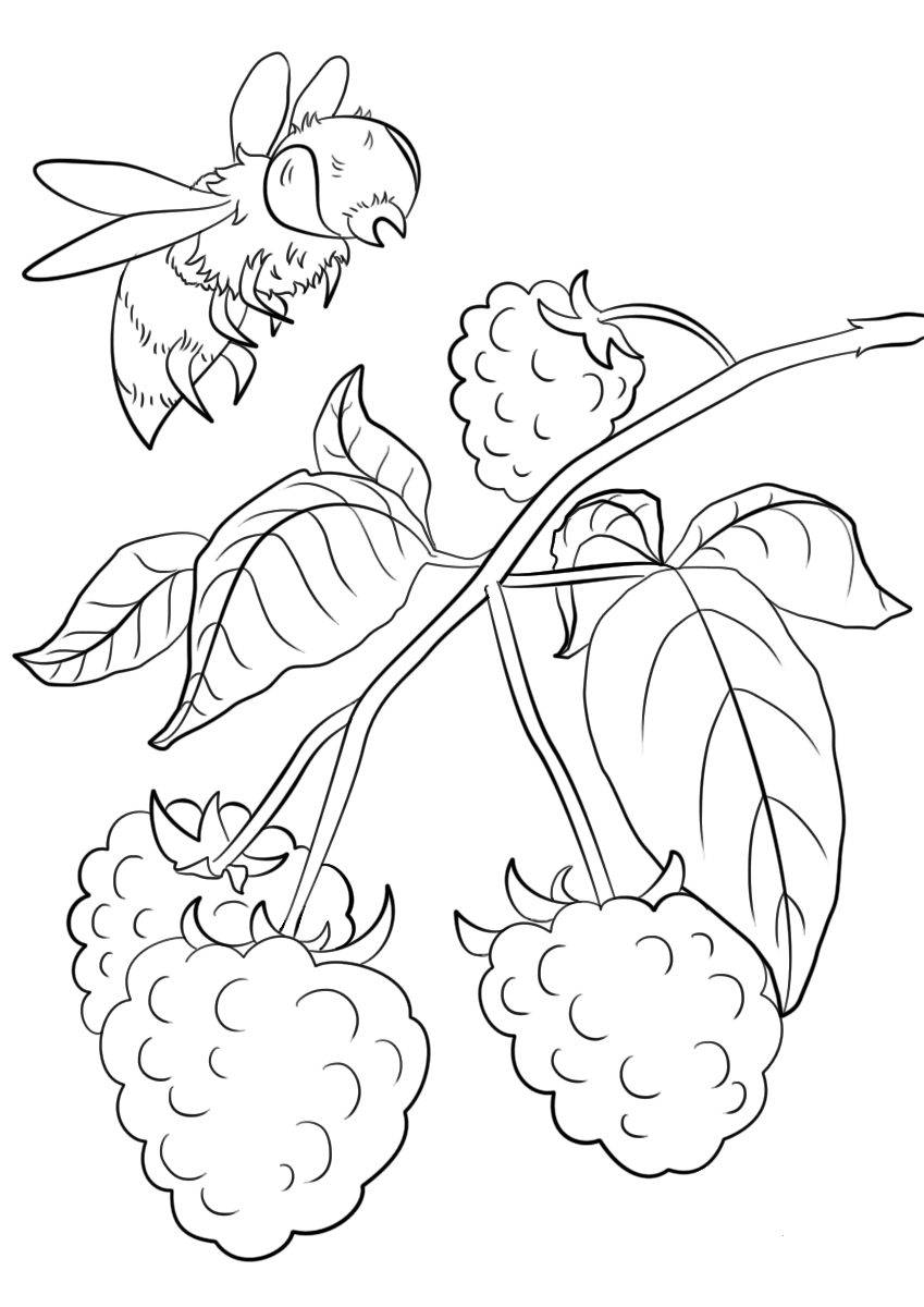 89 Raspberry Coloring Pages Printable 52