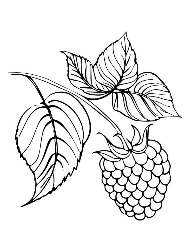 89 Raspberry Coloring Pages Printable 55