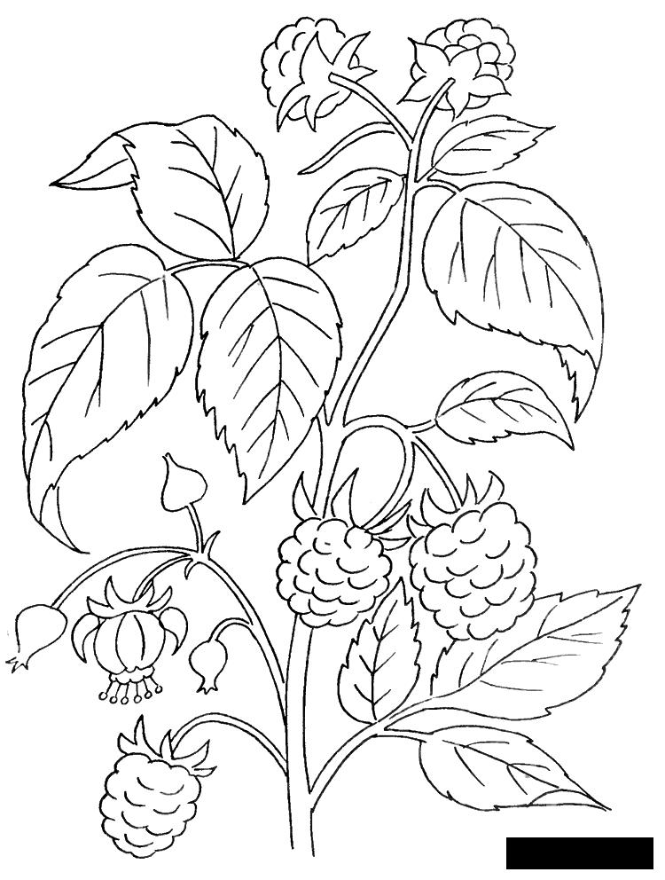 89 Raspberry Coloring Pages Printable 56