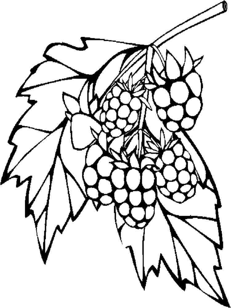 89 Raspberry Coloring Pages Printable 63