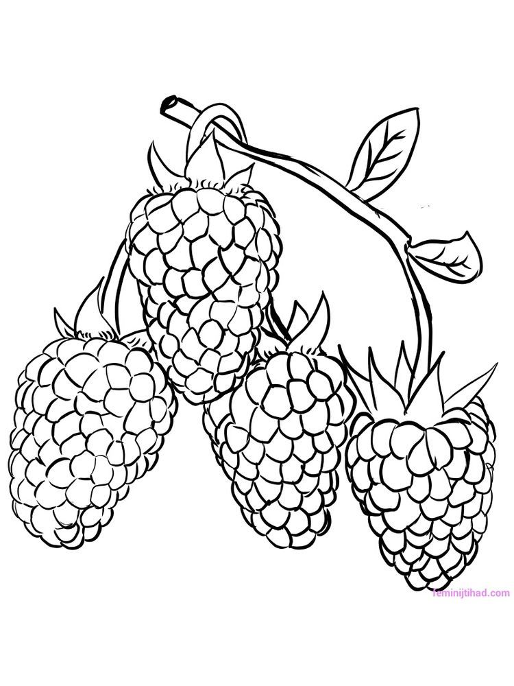 89 Raspberry Coloring Pages Printable 71