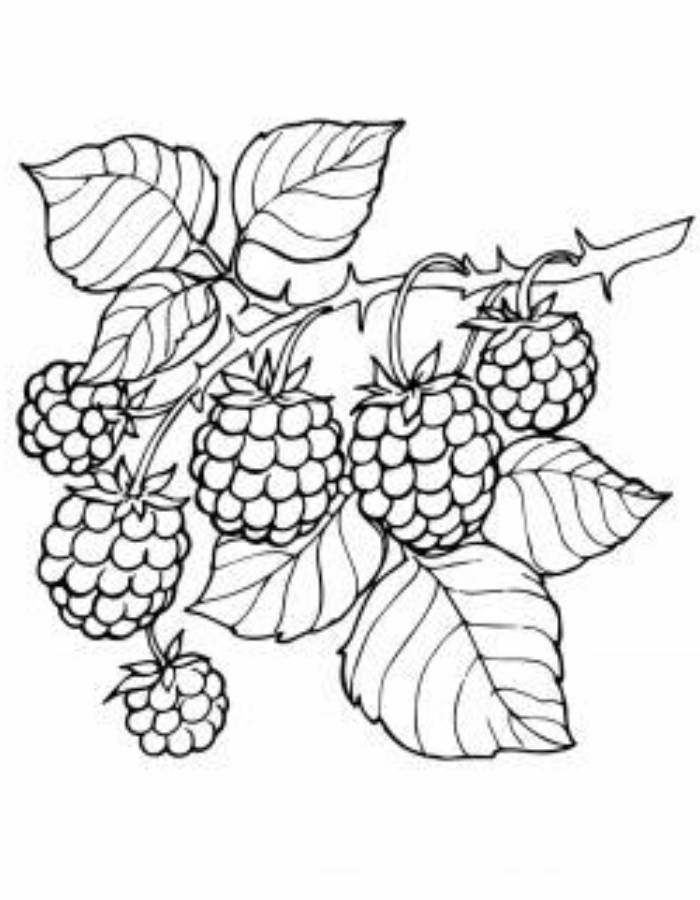 89 Raspberry Coloring Pages Printable 76