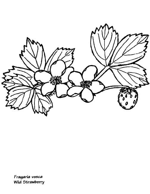 89 Raspberry Coloring Pages Printable 80