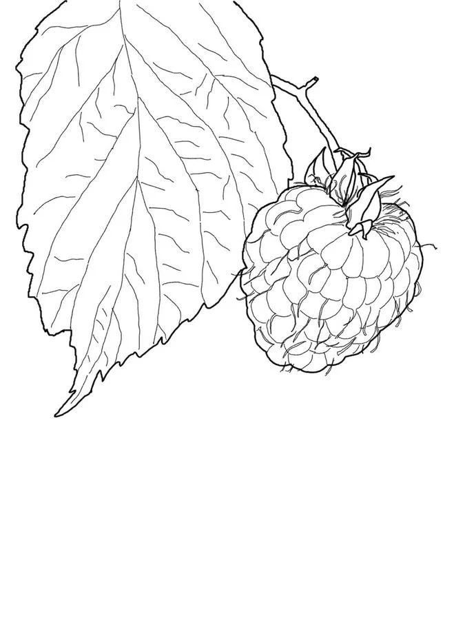 raspberry coloring pages printable jpg