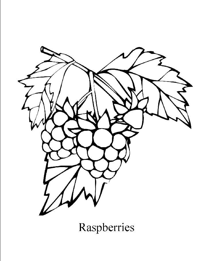 raspberry coloring pages printable jpg