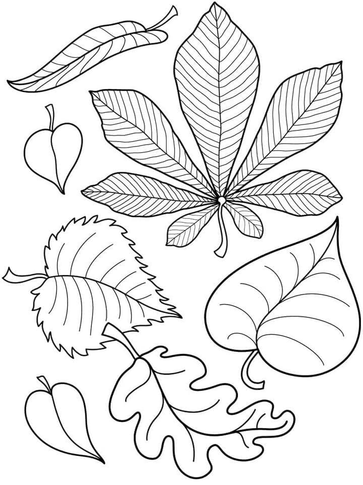 Autumn Leaves Coloring Pages Printable 15