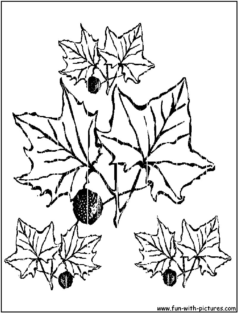 Autumn Leaves Coloring Pages Printable 32