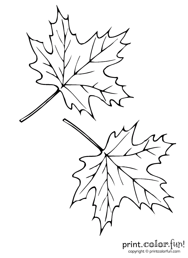 Autumn Leaves Coloring Pages Printable 6