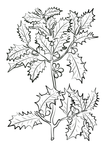 Festive Holly Coloring Pages Printable 30