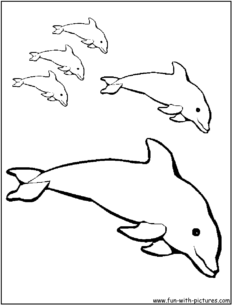 playful dolphin coloring pages printable jpg