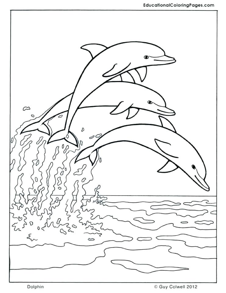 playful dolphin coloring pages printable jpg