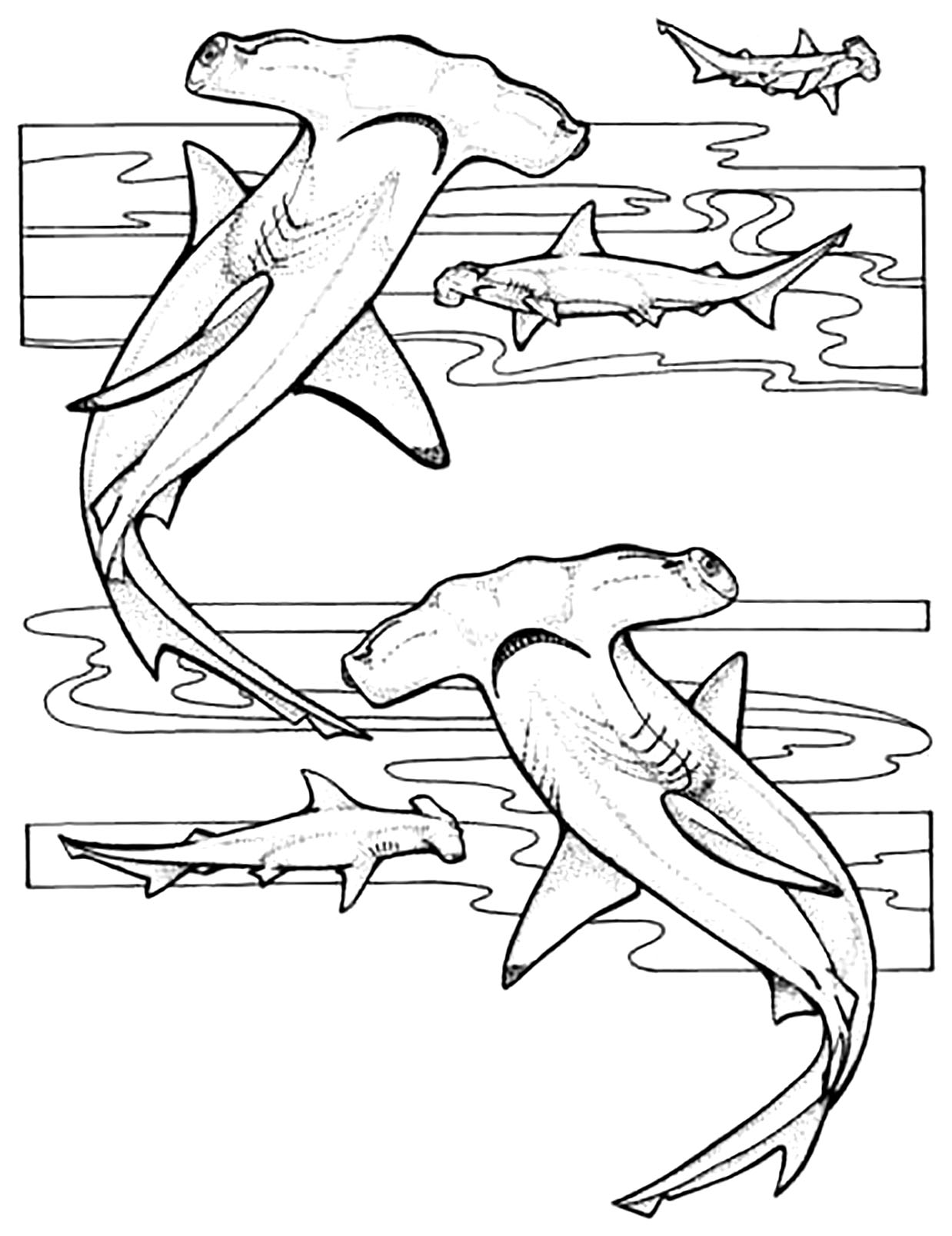 Thrilling Shark Coloring Pages Printable 14