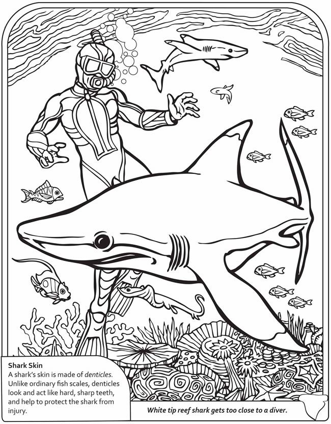 Thrilling Shark Coloring Pages Printable 17