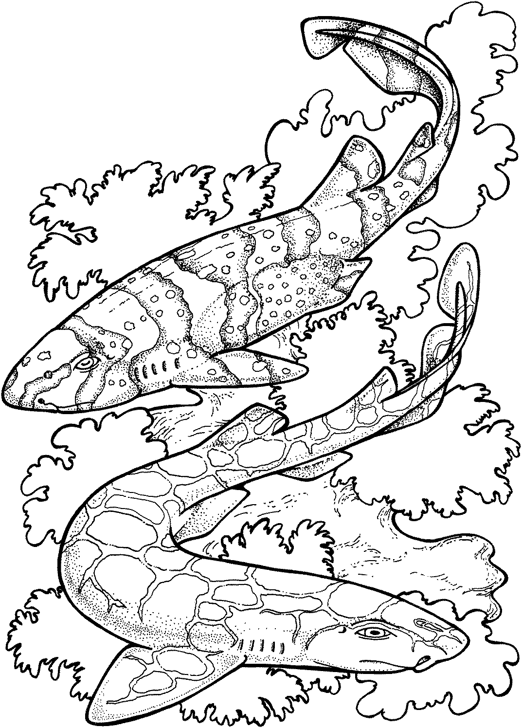 Thrilling Shark Coloring Pages Printable 24