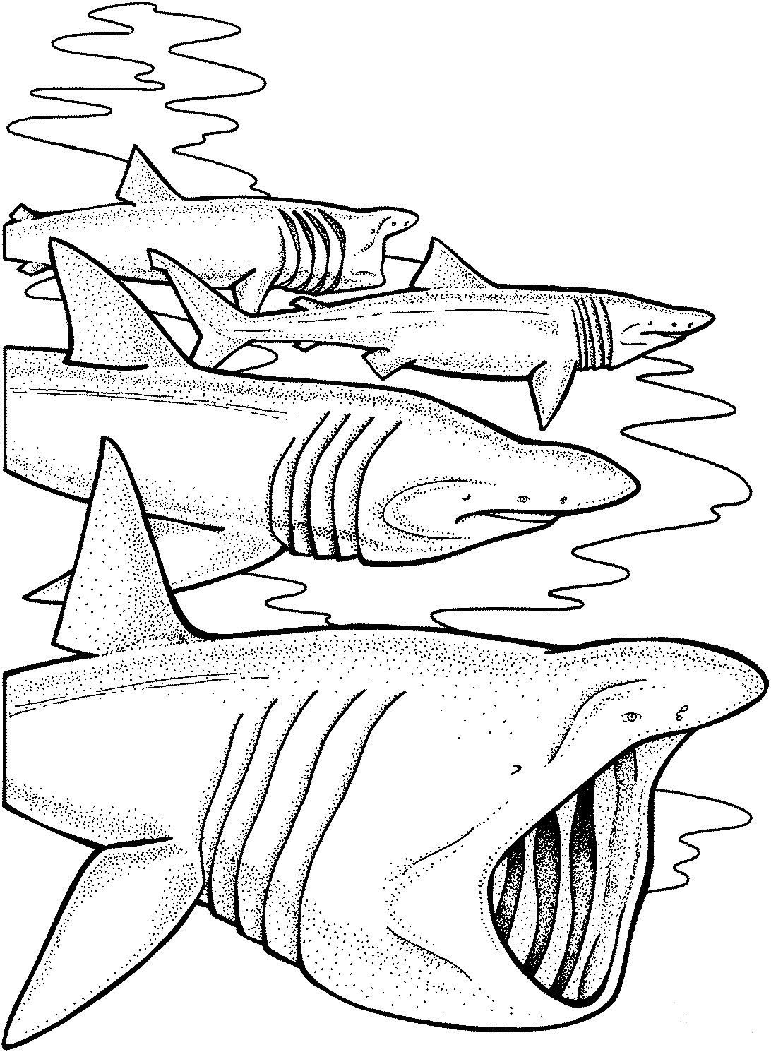 Thrilling Shark Coloring Pages Printable 29