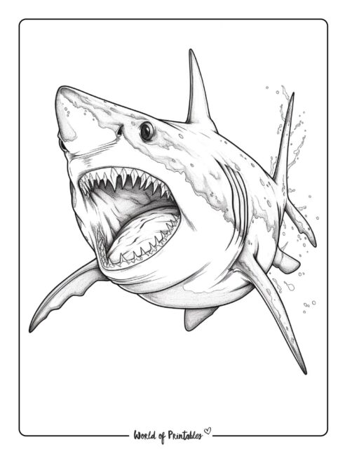 Thrilling Shark Coloring Pages Printable 35