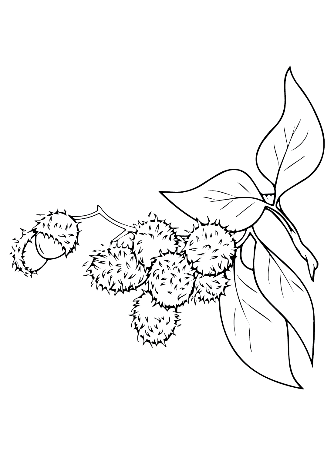 tranquil branches coloring pages printable jpg