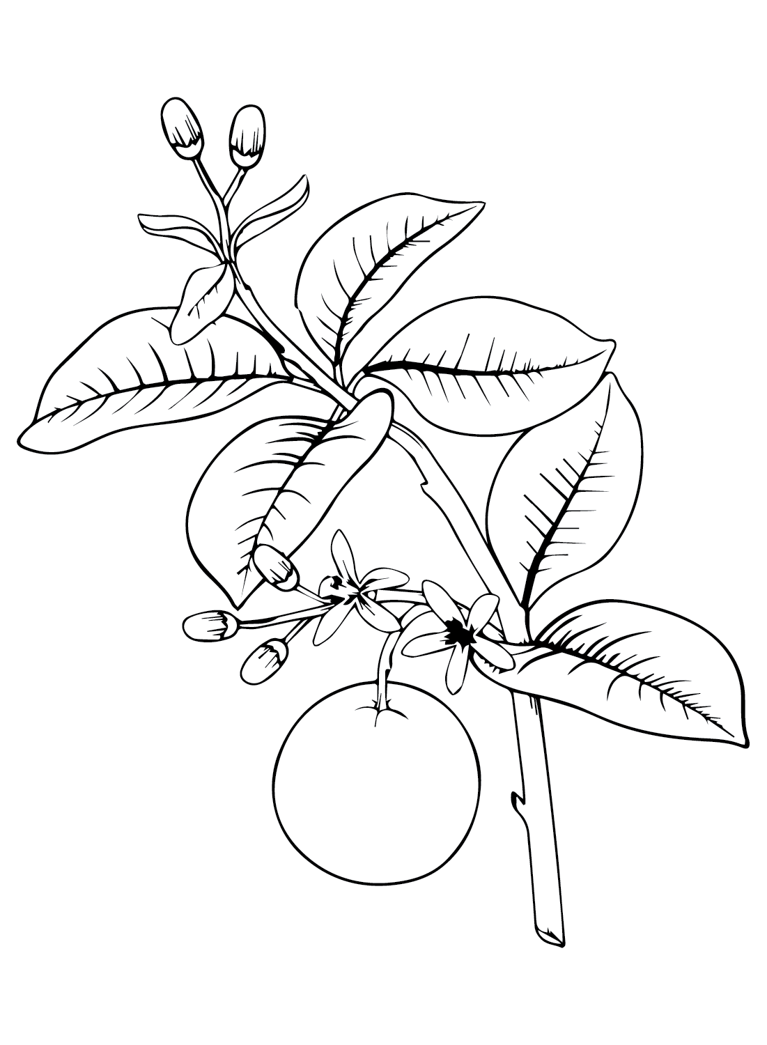 Tranquil Branches Coloring Pages Printable 33