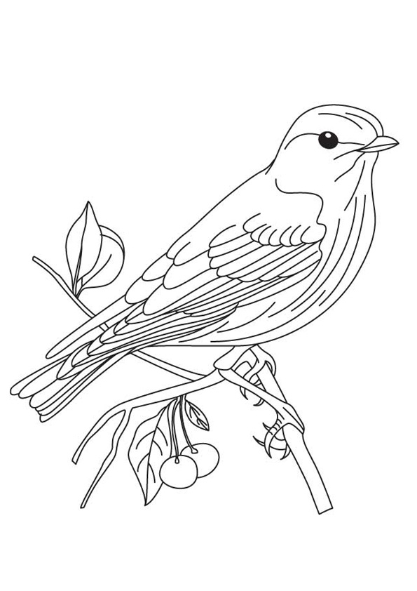 30 Sparrow Coloring Pages Printable 1