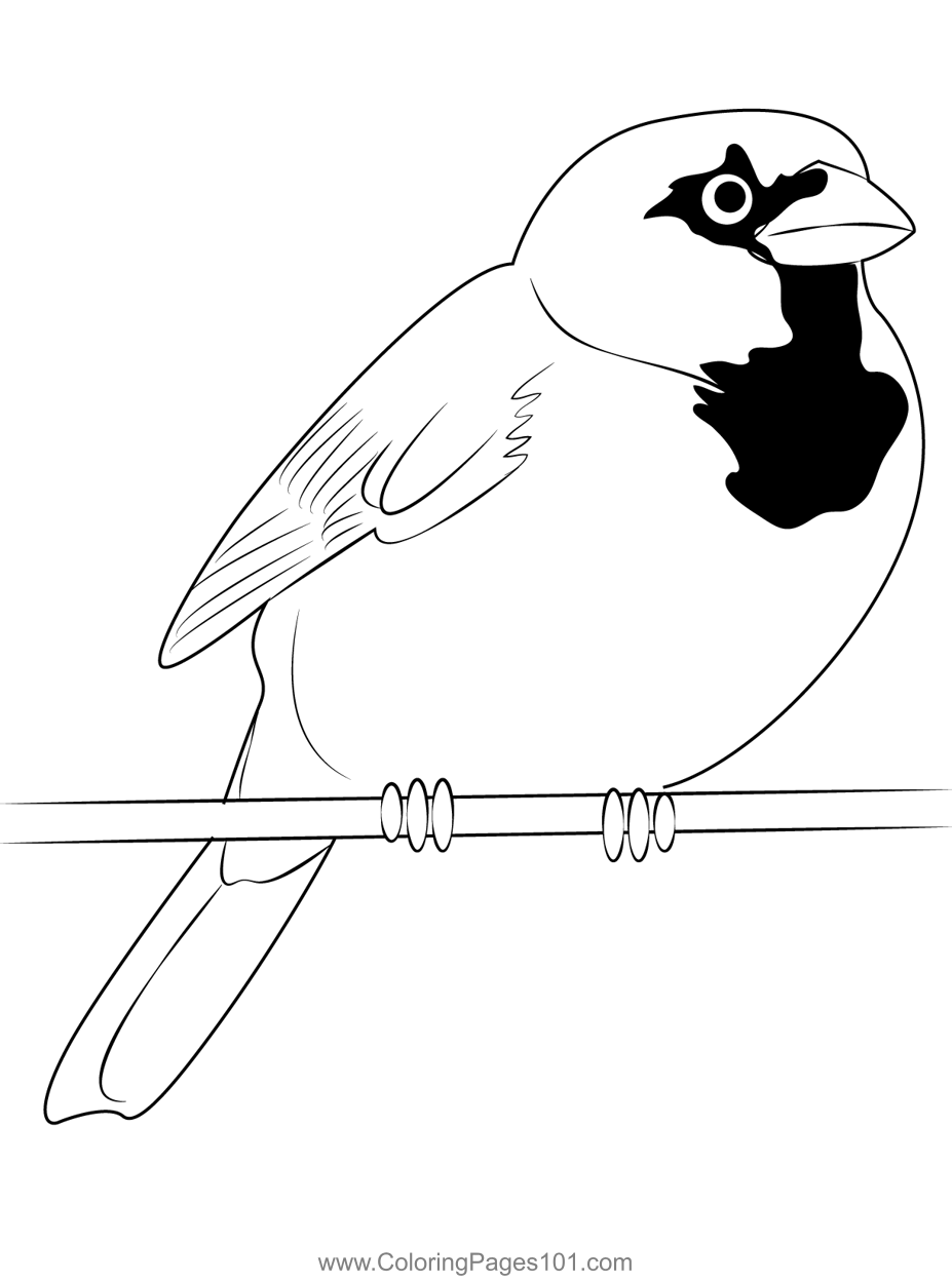 30 Sparrow Coloring Pages Printable 10