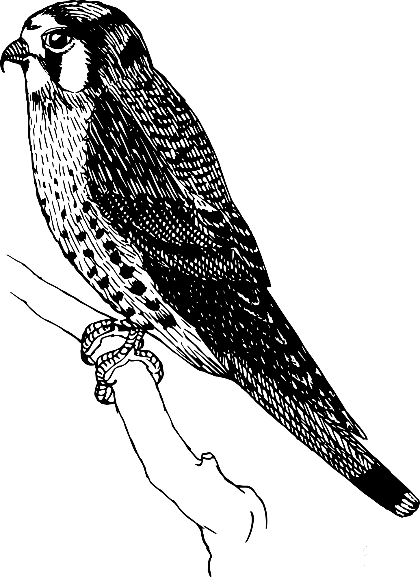 30 Sparrow Coloring Pages Printable 15