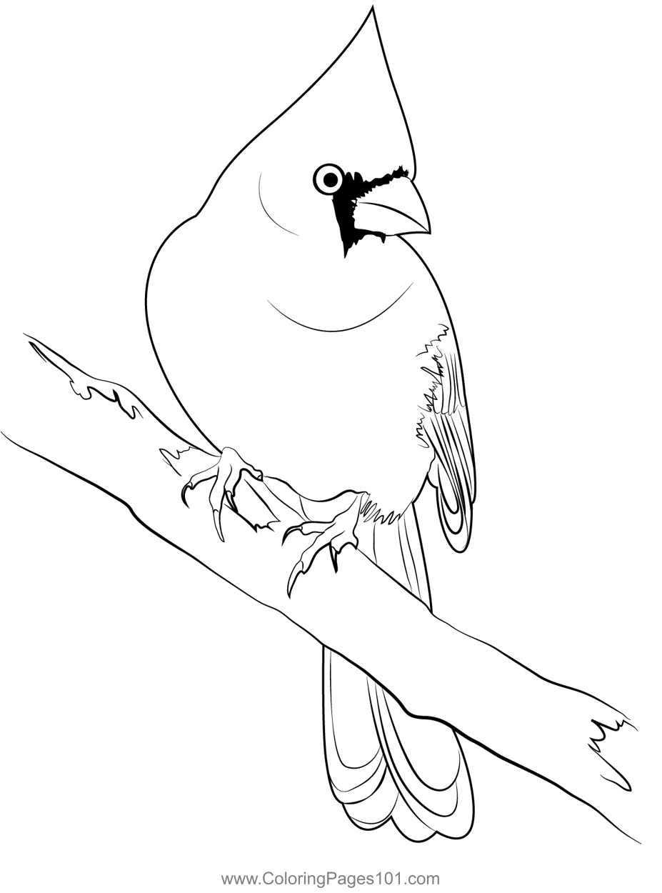 sparrow coloring pages printable jpg