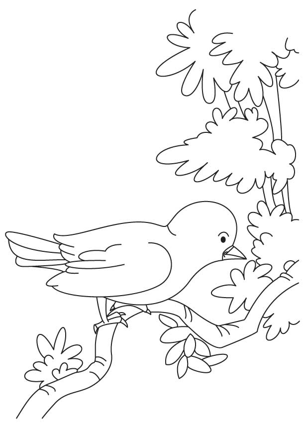 sparrow coloring pages printable jpg