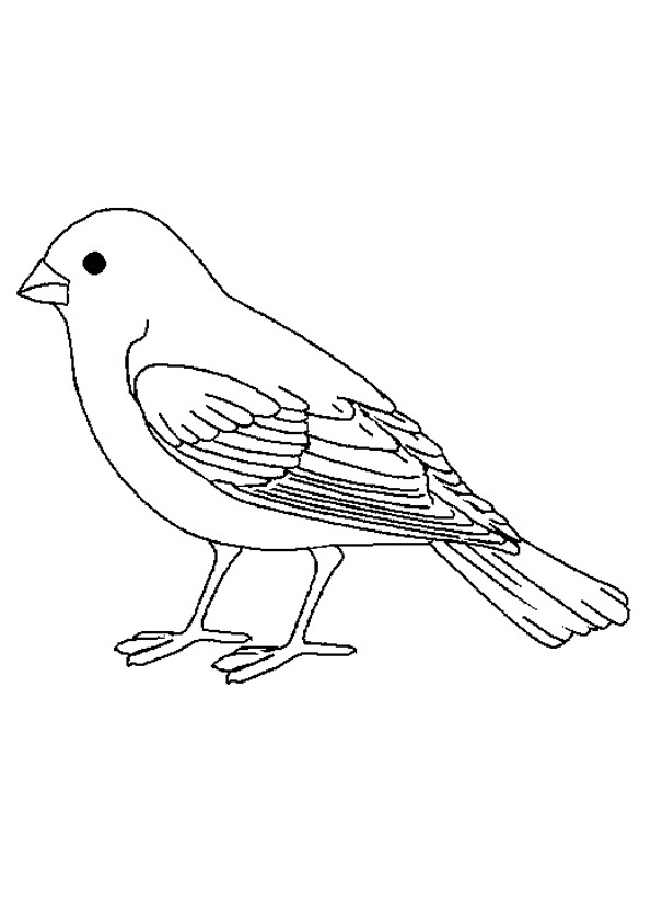 30 Sparrow Coloring Pages Printable 2