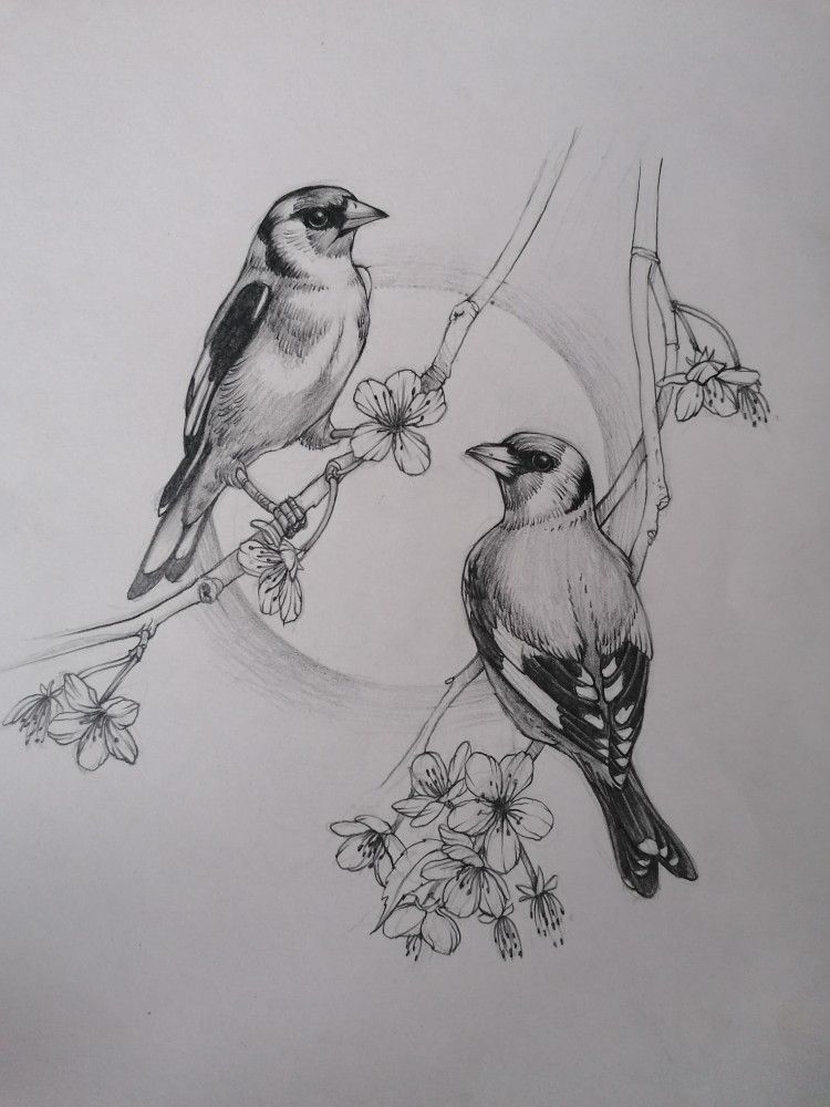 30 Sparrow Coloring Pages Printable 20