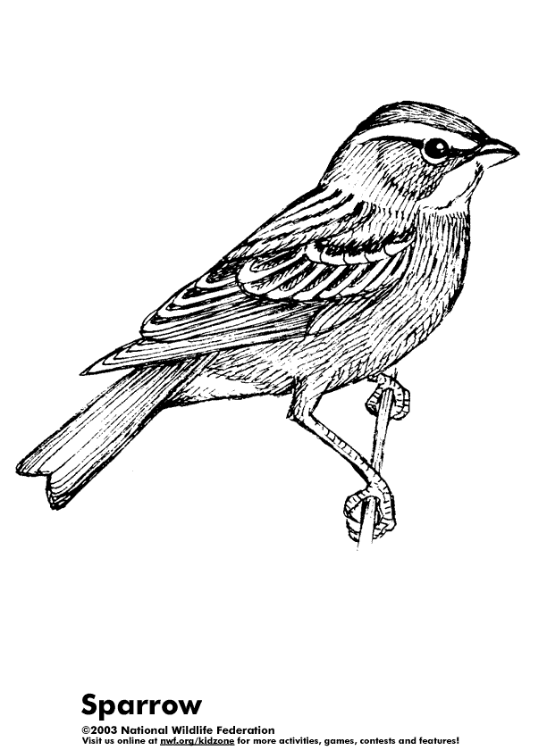 30 Sparrow Coloring Pages Printable 23