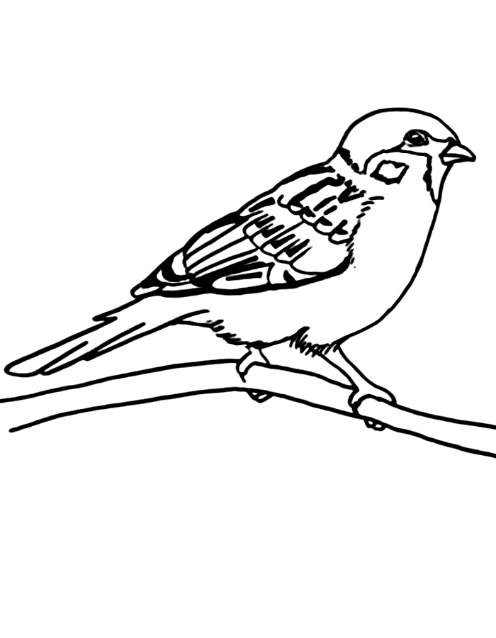 30 Sparrow Coloring Pages Printable 25