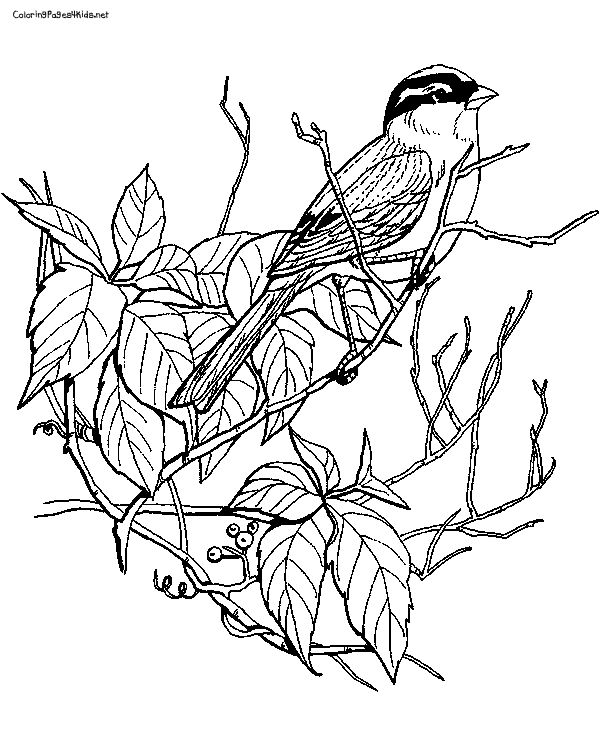 30 Sparrow Coloring Pages Printable 27