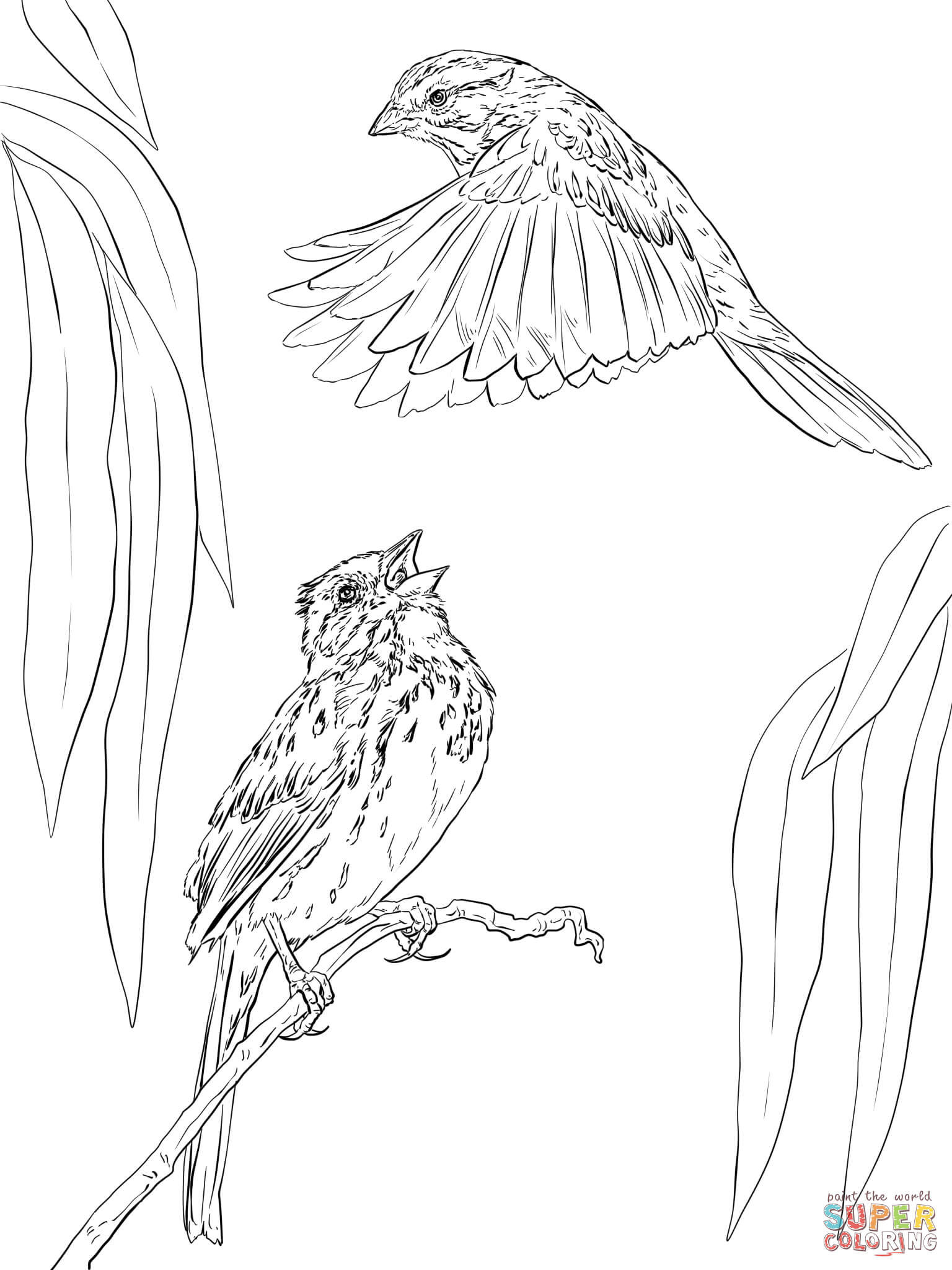 30 Sparrow Coloring Pages Printable 3